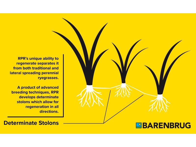 Seminte de gazon Barenbrug Speedy Green - imagine 2
